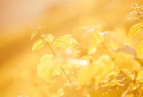 Weinland Nahe © Weinland Nahe e.V./ Moritz Attenberger Weinland Nahe © Weinland Nahe e.V./ Moritz Attenberger