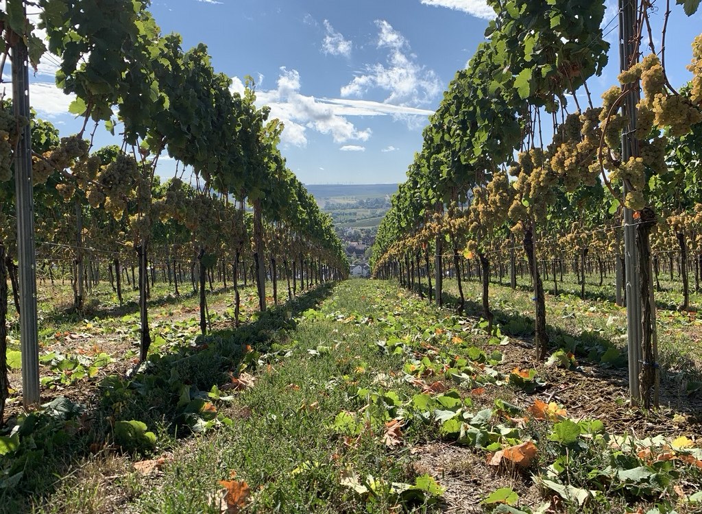 Weingut Kruppenbacher_Weinreben, © Weingut Kruppenbacher Weingut Kruppenbacher_Weinreben, © Weingut Kruppenbacher