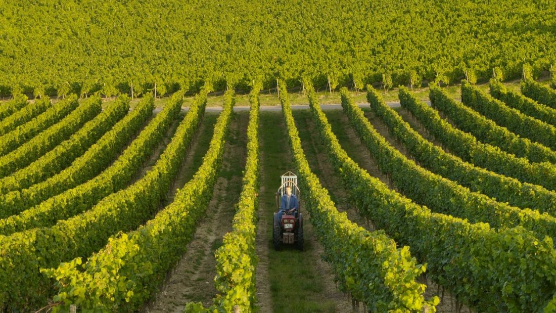 Weingut_Baumann_201_160907, © Weingut Baumann Weingut_Baumann_201_160907, © Weingut Baumann