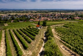 Mettenheimer Schlossberg Mettenheimer Schlossberg