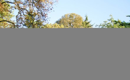 mainzer-weinmarkt-titel mainzer-weinmarkt-titel
