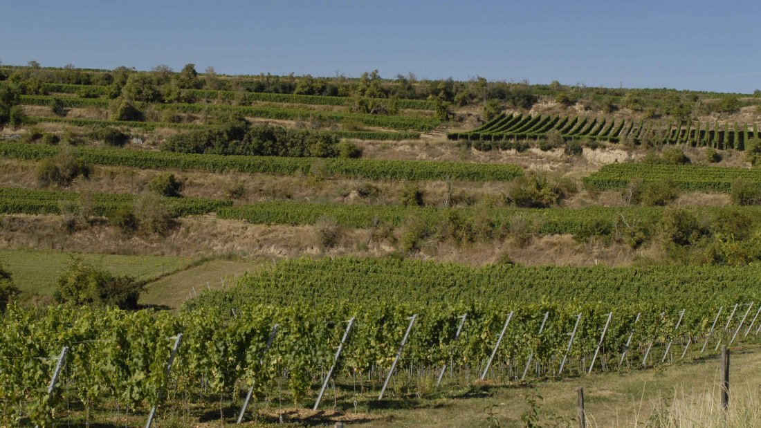 Weingut Eller_Weinreben, © Weingut Eller Weingut Eller_Weinreben, © Weingut Eller