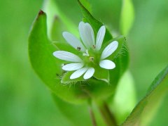 Chickweed in the vineyard Chickweed in the vineyard