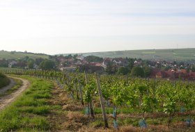 Weinberge bei Einselthum © Simon Lauchner Weinberge bei Einselthum © Simon Lauchner