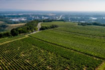 Hechtsheimer Kirchenstück Hechtsheimer Kirchenstück