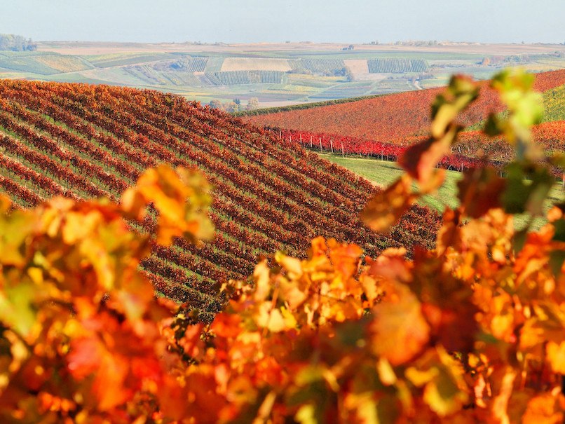 Weingut Schottenhof_Weinreben Herbst, © Weingut Schottenhof Weingut Schottenhof_Weinreben Herbst, © Weingut Schottenhof
