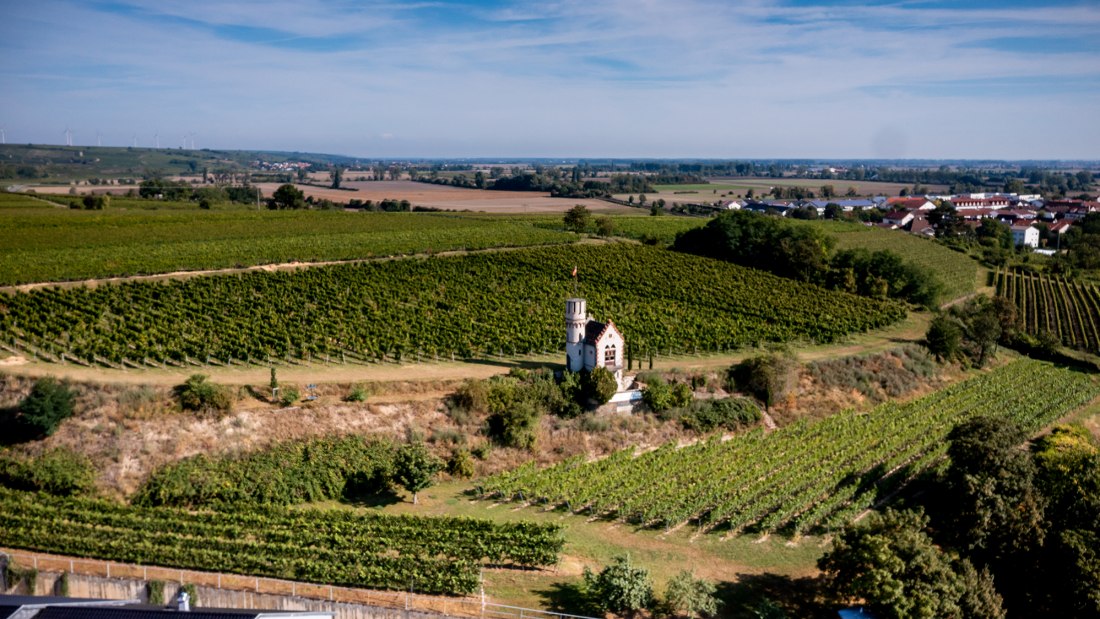 Osthofener Leckzapfen Osthofener Leckzapfen