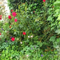 DSC_0523 DSC_0523