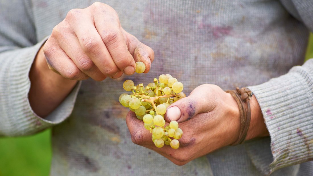 Weingut Achenbach_Traube und Hand, © Weingut Achenbach Weingut Achenbach_Traube und Hand, © Weingut Achenbach