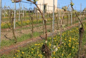 Turm_Fruehling Turm_Fruehling