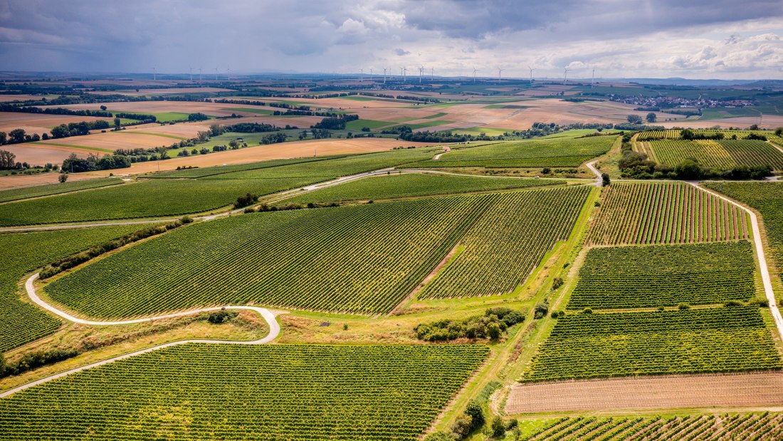 Zornheimer Guldenmorgen Zornheimer Guldenmorgen