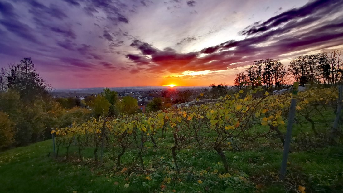 © Weingut Rheinterrassenhof © Weingut Rheinterrassenhof