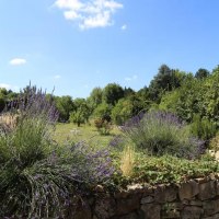 Blick über die Hochbeete in den Garten Blick über die Hochbeete in den Garten