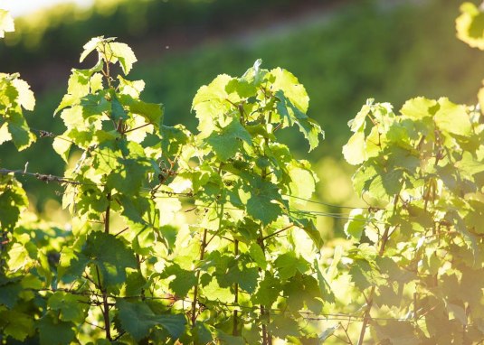 Weinland Nahe © Weinland Nahe e.V./ Moritz Attenberger Weinland Nahe © Weinland Nahe e.V./ Moritz Attenberger