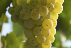 Scheurebe © DWI Scheurebe © DWI