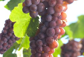 Pinot Gris © DWI Pinot Gris © DWI