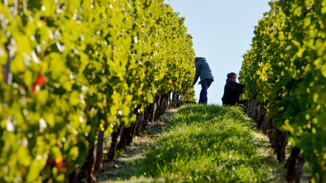 © Weingut Georg Gustav Huff © Weingut Georg Gustav Huff