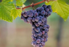 Schwarzriesling © DWI Schwarzriesling © DWI