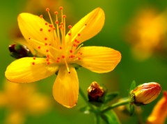 Johanniskraut Johanniskraut