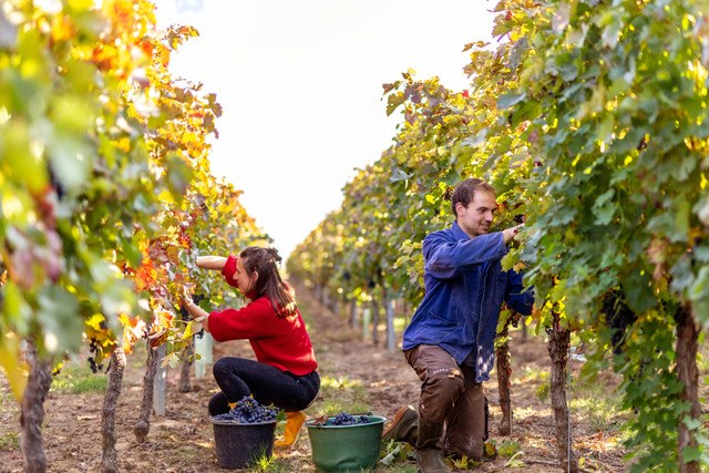 Weingut Eckert_Lese, © Weingut Eckert Weingut Eckert_Lese, © Weingut Eckert