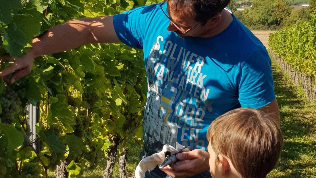 Weingut Schnabel_Weinberg, © Weingut Schnabel Weingut Schnabel_Weinberg, © Weingut Schnabel