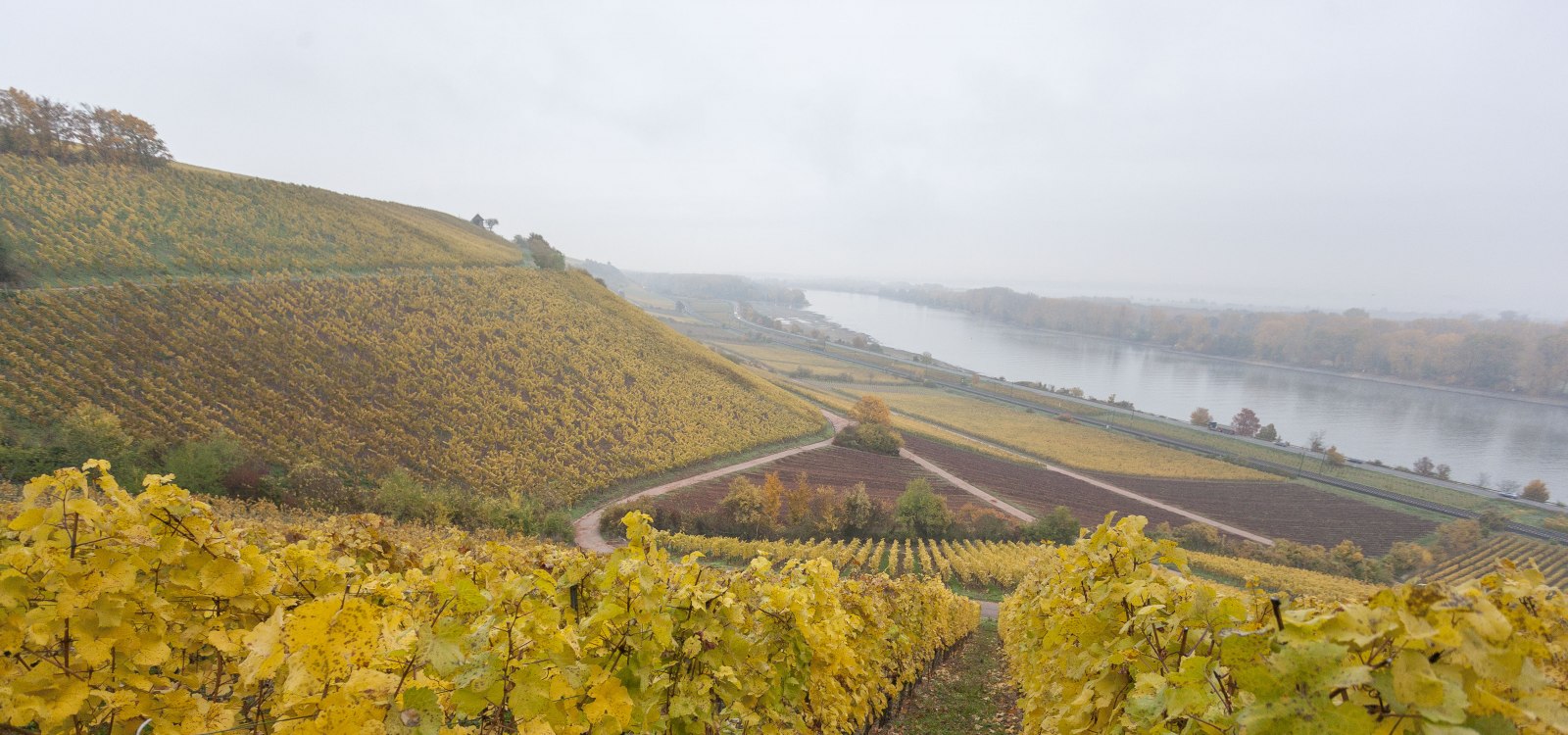 Rheinausblick, © Michael Zellmer Rheinausblick, © Michael Zellmer