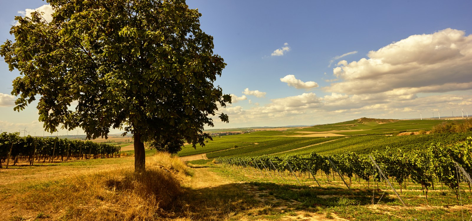 © Weingut Johanneshof © Weingut Johanneshof