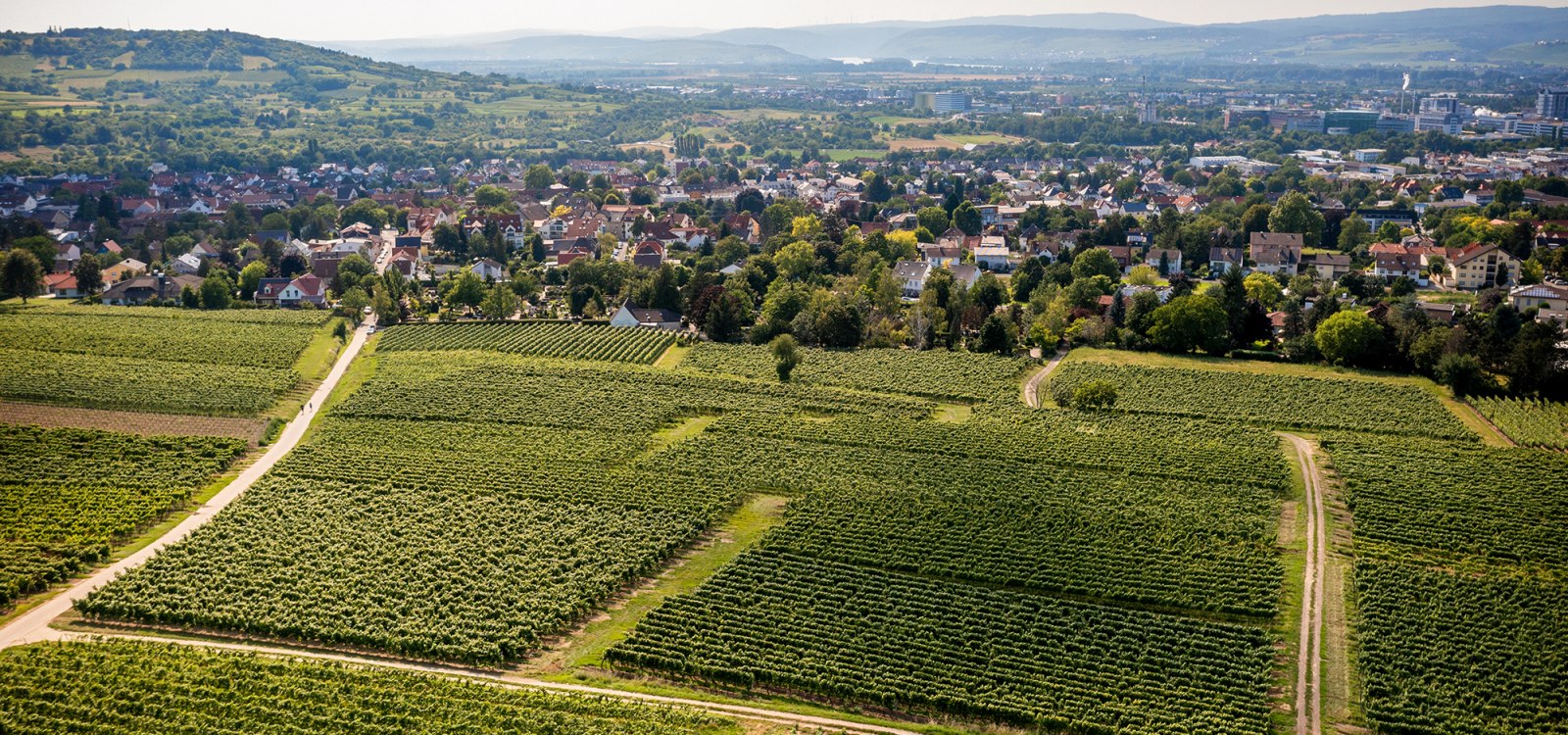 Ingelheimer Pares, © Torsten Silz Ingelheimer Pares, © Torsten Silz