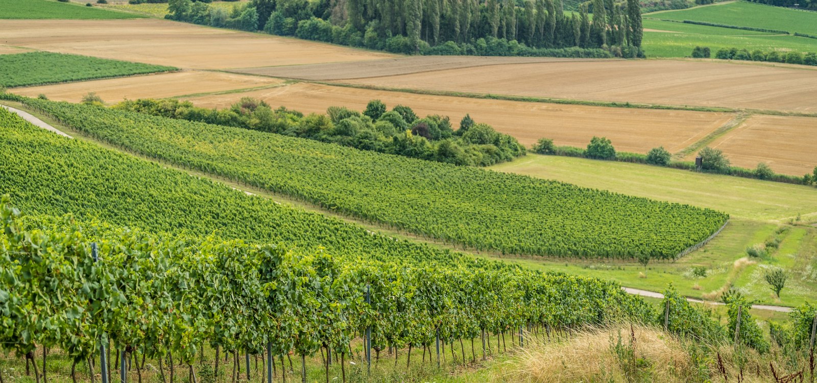 Hiwweltour Stadecker Warte, © Dominik Ketz Hiwweltour Stadecker Warte, © Dominik Ketz