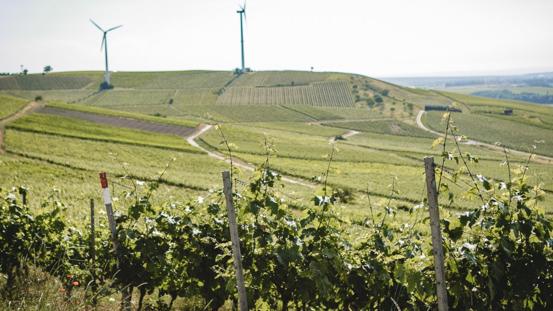 Weingut-Abthof-Juni-2021-DRUCK-1 Weingut-Abthof-Juni-2021-DRUCK-1