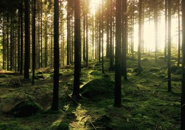 Wald Wald