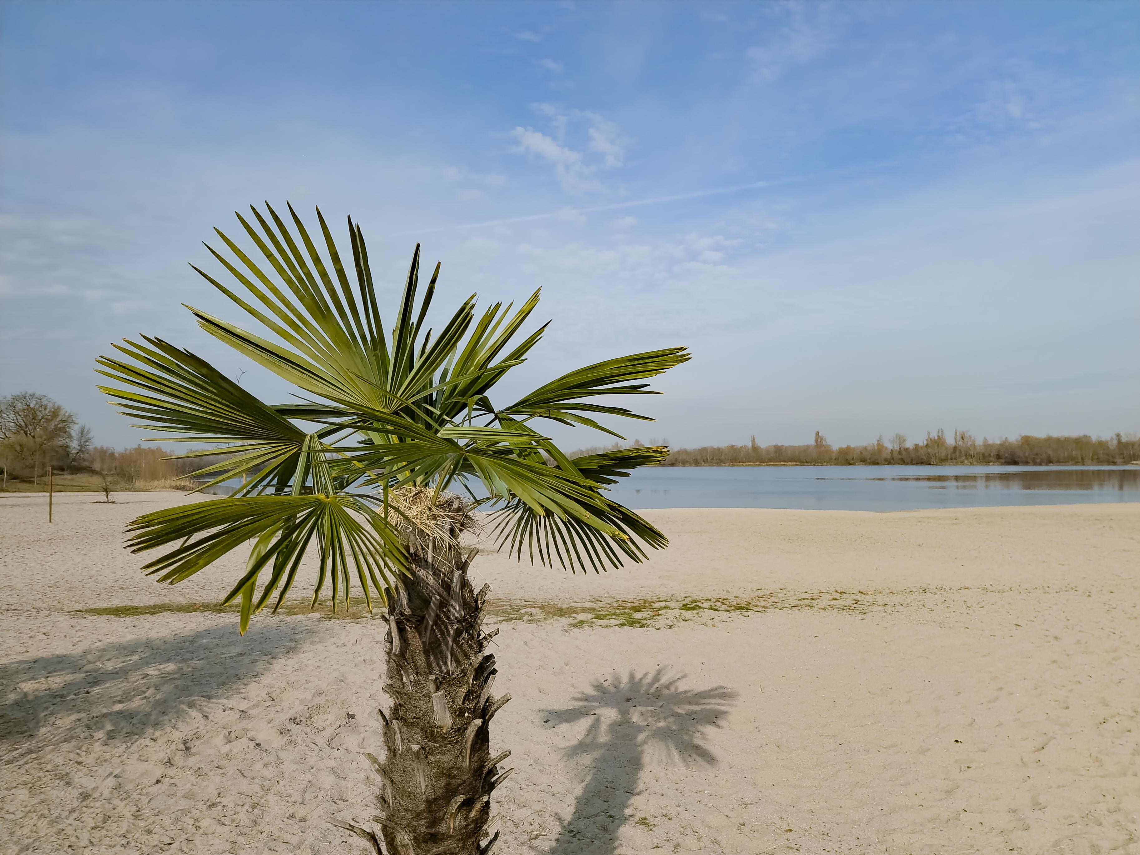 Zandstrand met palmboom aan de Altrheinsee in Eich