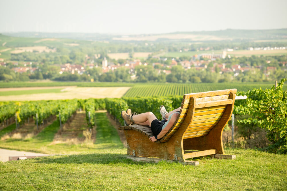 Weinberge in Rheinhessen bei sonnigem Wetter