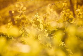 Weinland Nahe &copy; Weinland Nahe e.V./ Moritz Attenberger