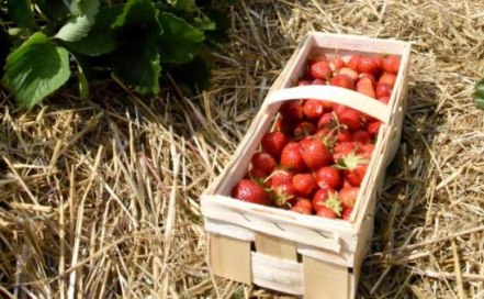 Erbeeen frisch vom Feld, © Tanja Espenschied