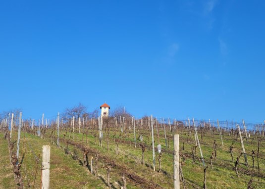 Aussicht Hiebergturm &copy; Tourismus GmbH "Im  Herzen Rheinhessens"