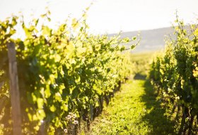 Weinland Nahe © Weinland Nahe e.V./ Moritz Attenberger