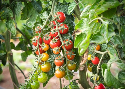 Ku8_Solawi &copy; Solawi Feldkultur