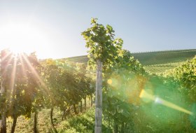 Weinlehrpfad-Bodenheim-54