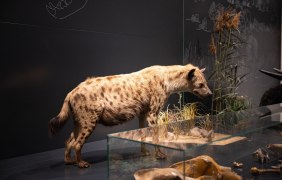 Naturhistorisches Museum