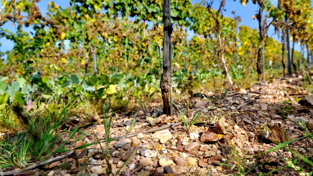 Weingut M&uuml;sel_Weinstock