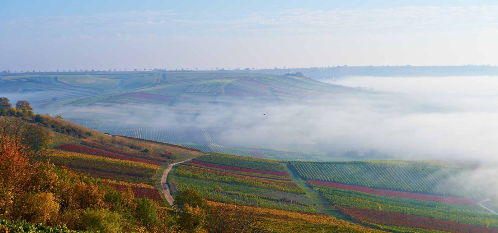 Weinberge im Nebel