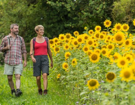 Wanderweg neben Sonnenblumen, &copy; Dominik Ketz