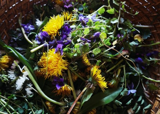 Wildkr&auml;uterwanderung &copy; Adlerhof Projekt GmbH