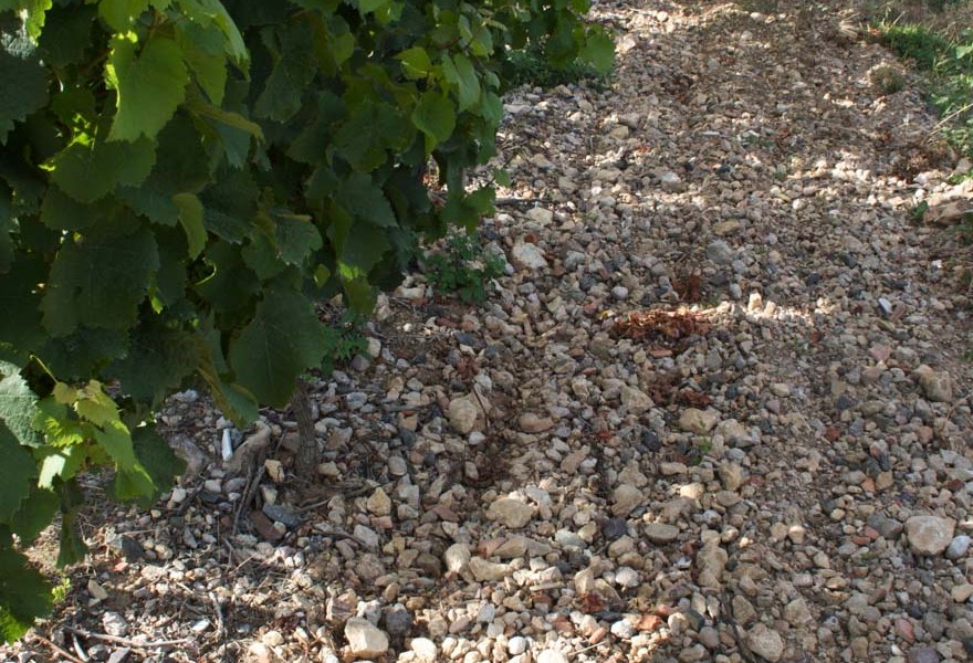 kalk_frauenberg1_1, &copy; Weingut Carolin Spanier-Gillot & H.O. Spanier