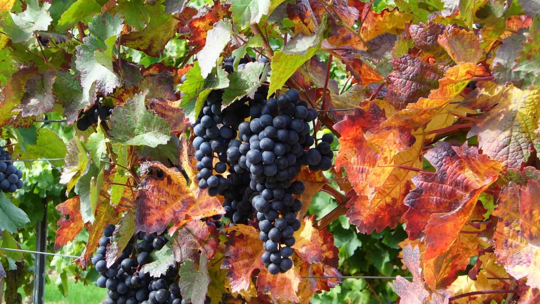 Pfaff-Weine rode druiven internet, &copy; PFAFF WEINE