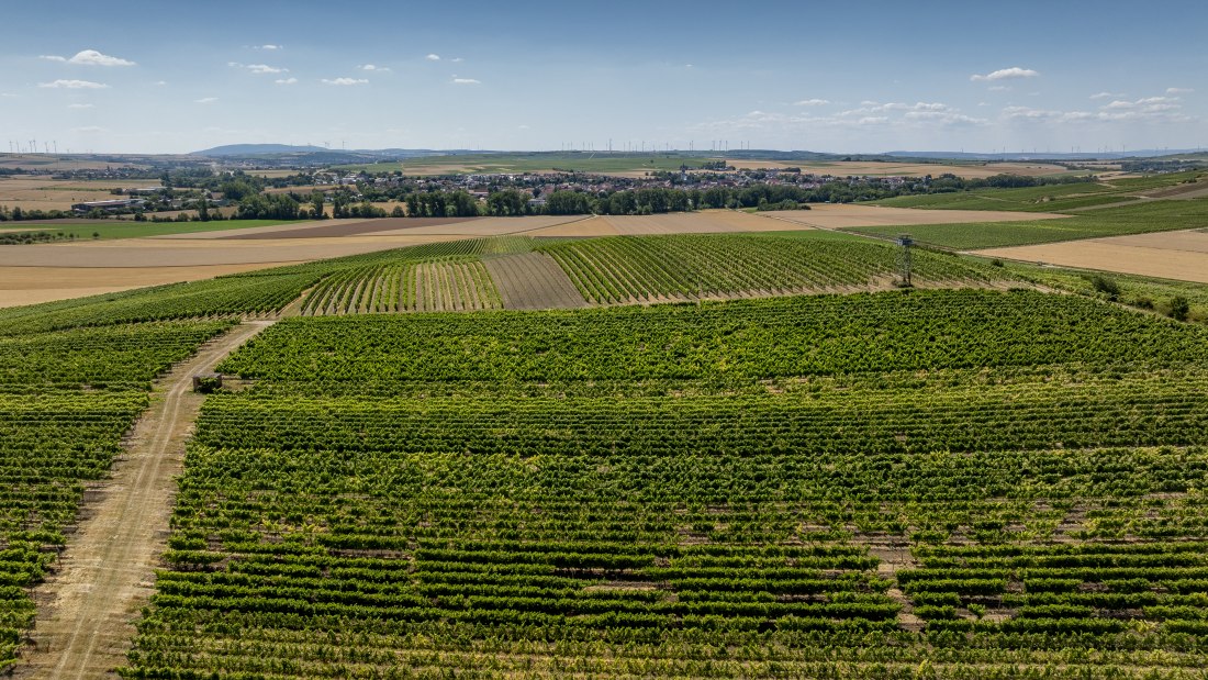 Gau-Odernheimer Ölberg, © Torsten Silz