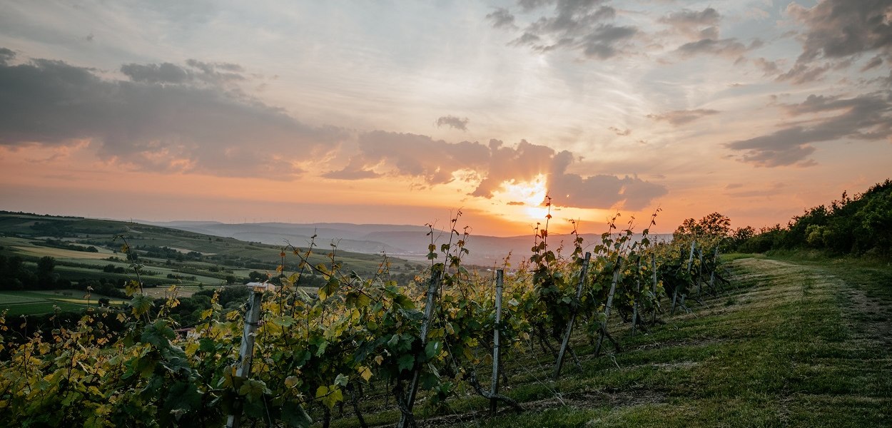 &copy; Weingut Finkenauer-Franz