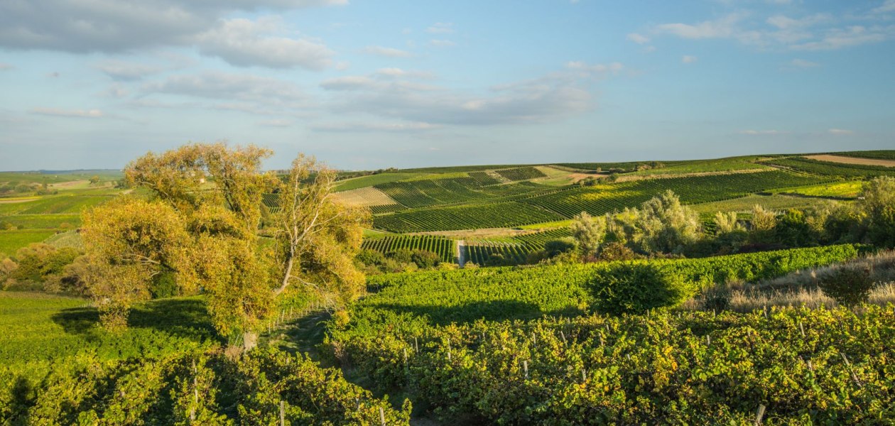 Weingut Rollanderhof_Weinberg, &copy; Weingut Rollanderhof