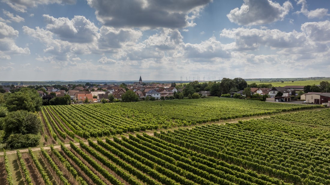 Gundheimer Hungerbiene, &copy; Rheinhessenwein e.V., Torsten Silz